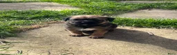 Border Terrier dogs for sale: Home Bred Border Terrier Puppoes  in Haverhill - Advert 3
