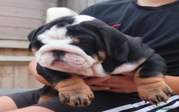 English Bulldog dogs for sale: 2 Gorgeous English Bulldog Pups 🩷 - Image 9