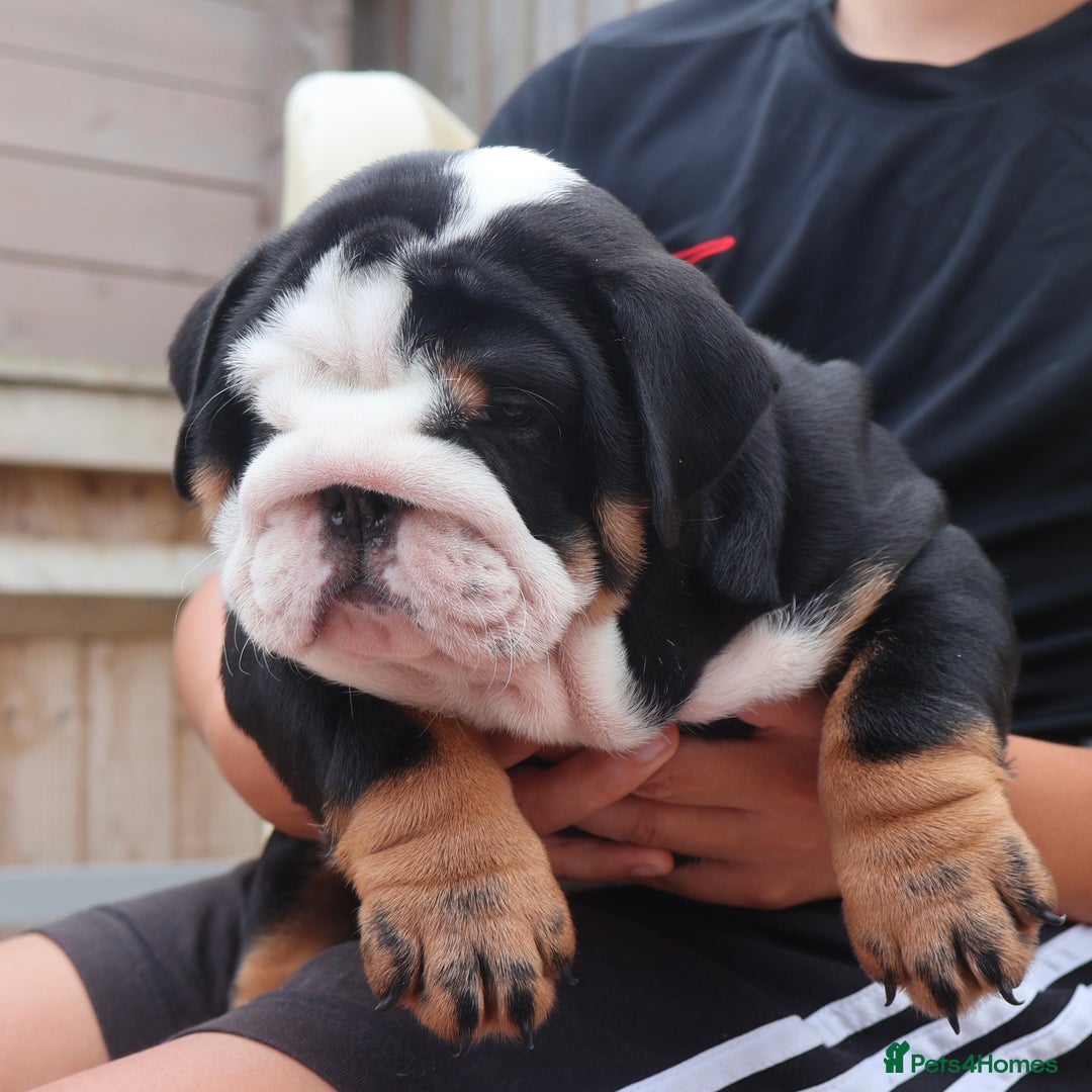 English Bulldog dogs for sale: 2 Gorgeous English Bulldog Pups 🩷 - Image 9