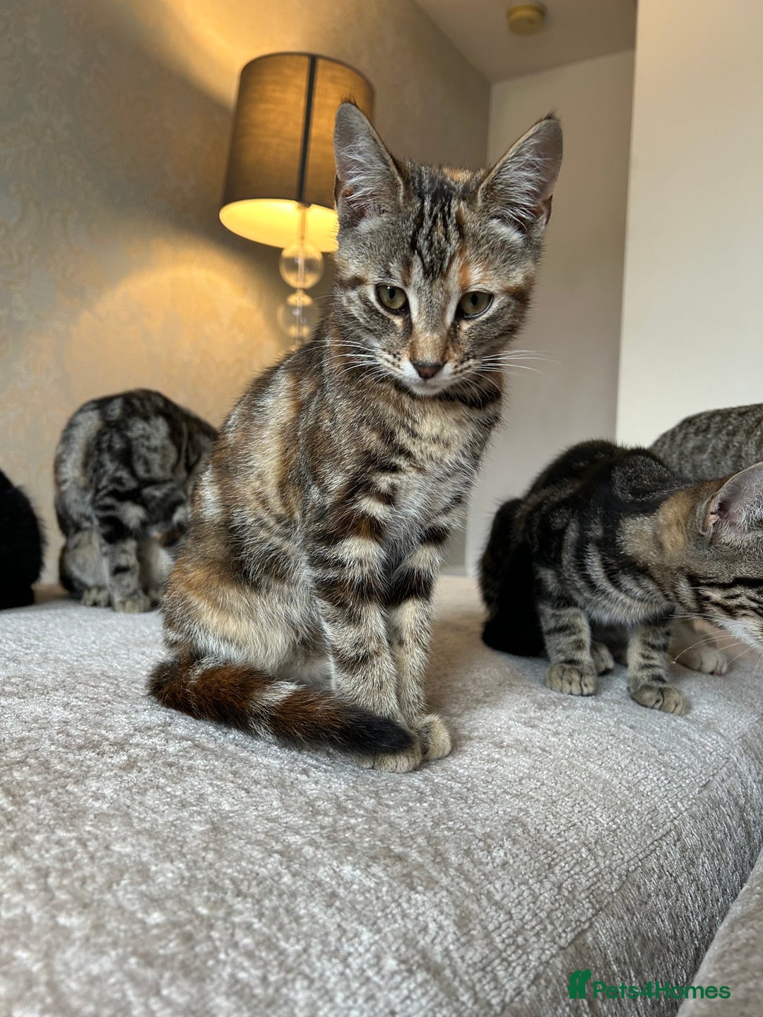 Mixed Breed cats for sale: 2 beautiful kittens ready for a loving home - Image 19
