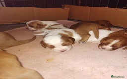 Cockalier dogs for sale: Cockerliers  f1 health tested parents - Image 17