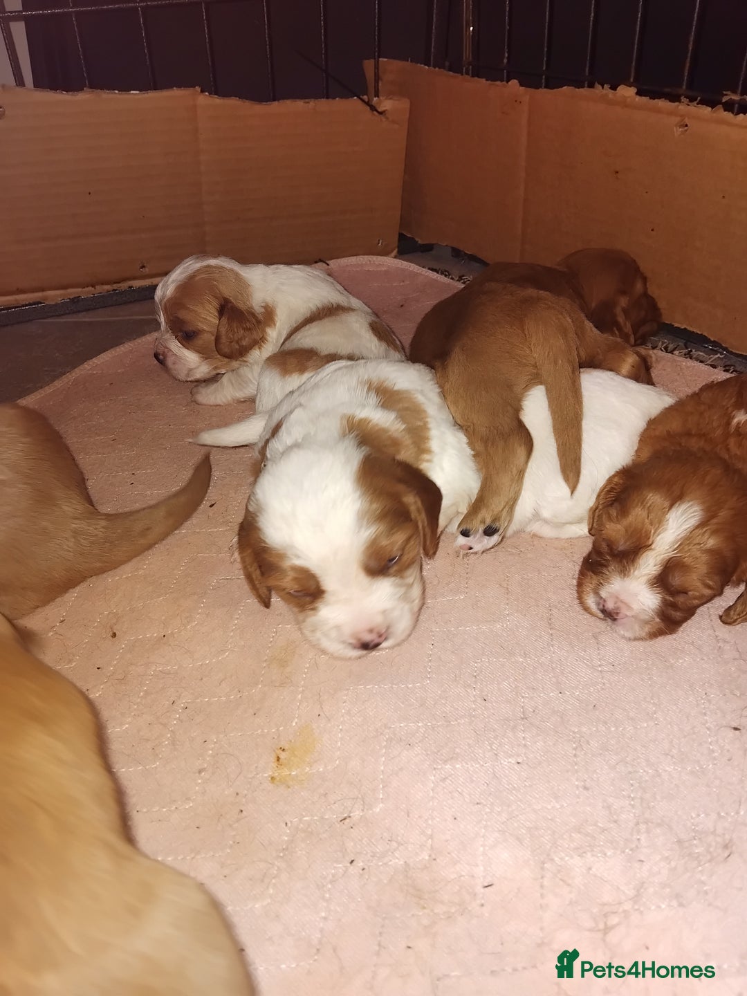 Cockalier dogs for sale: Cockerliers  f1 health tested parents - Image 17