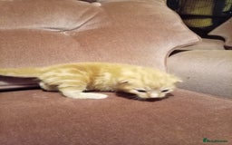 Mixed Breed cats for sale: Four mixed breed British short kittens - Image 23