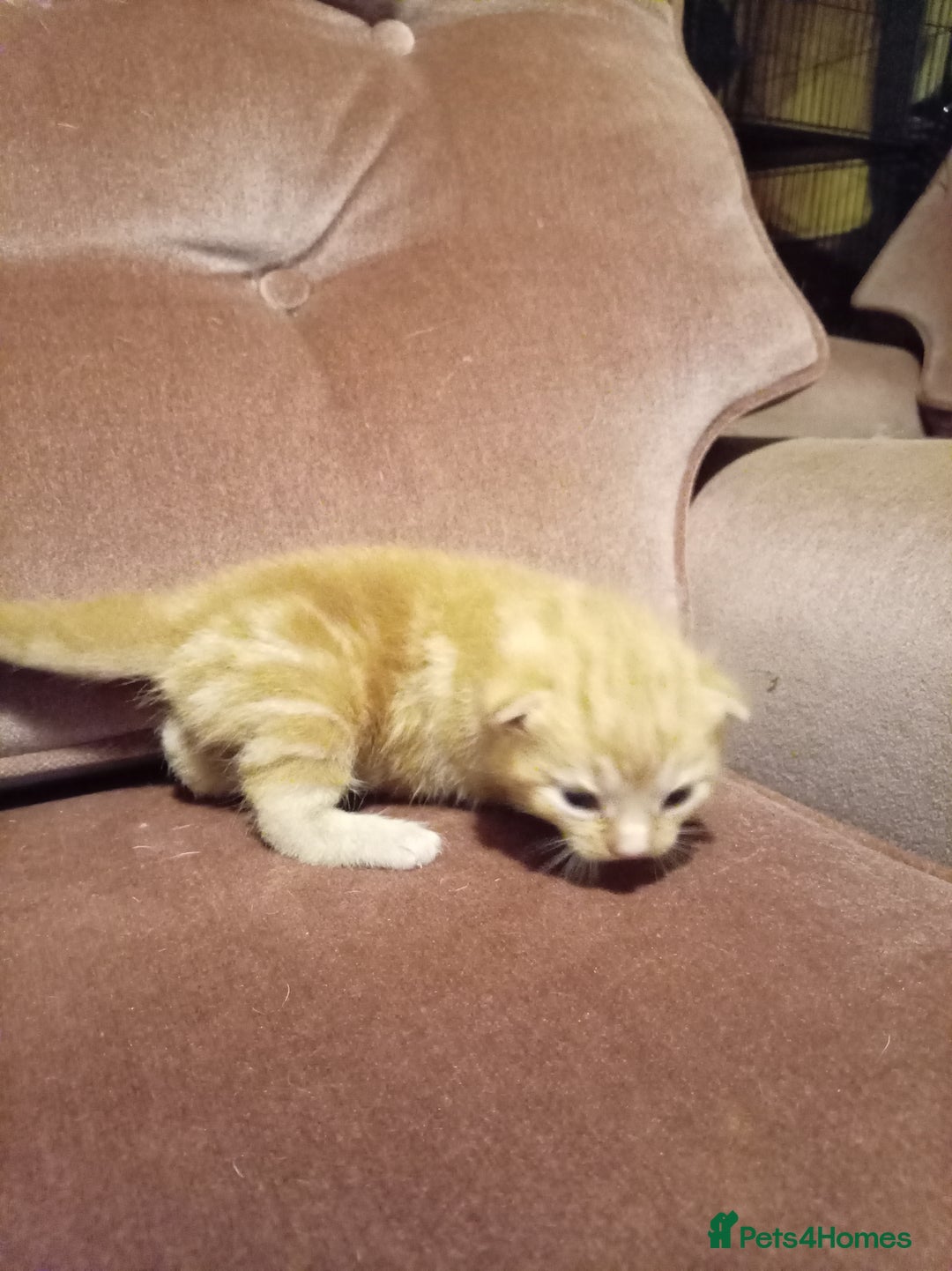 Mixed Breed cats for sale: Four mixed breed British short kittens - Image 23