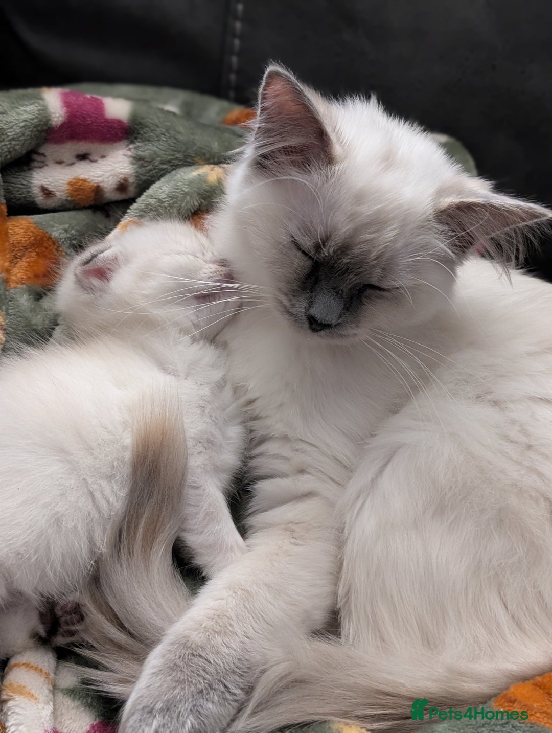 Mixed Breed cats for sale: Rare Ragfold kittens - Ready 26th January  - Advert 11