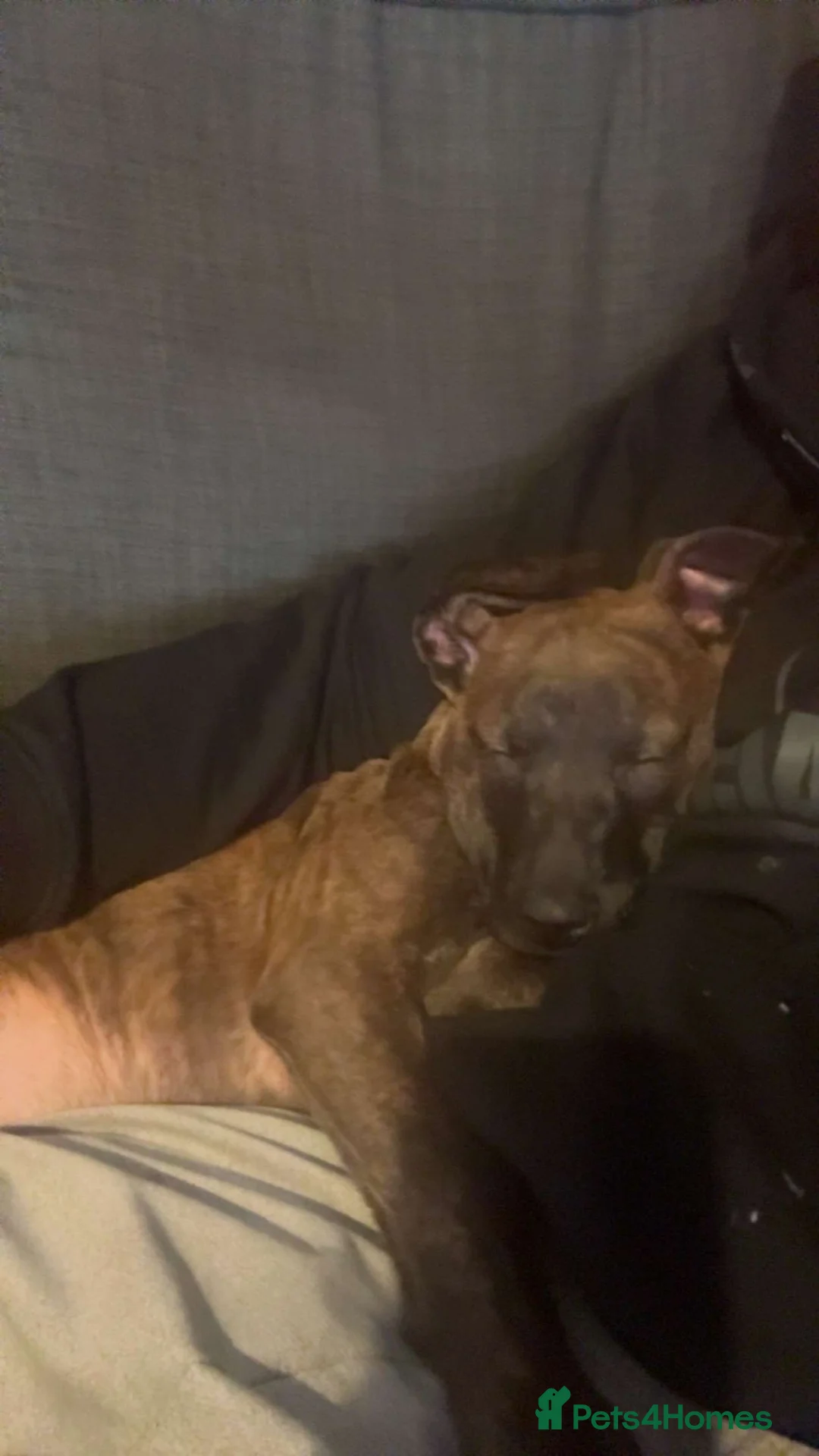 Mixed Breed dogs for sale: Dog for sale - Advert 2