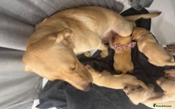 Labrador Retriever dogs for sale: Full breed Labrador retriever puppy’s  - Image 32