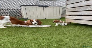 Welsh Springer Spaniel dogs - Advert 15