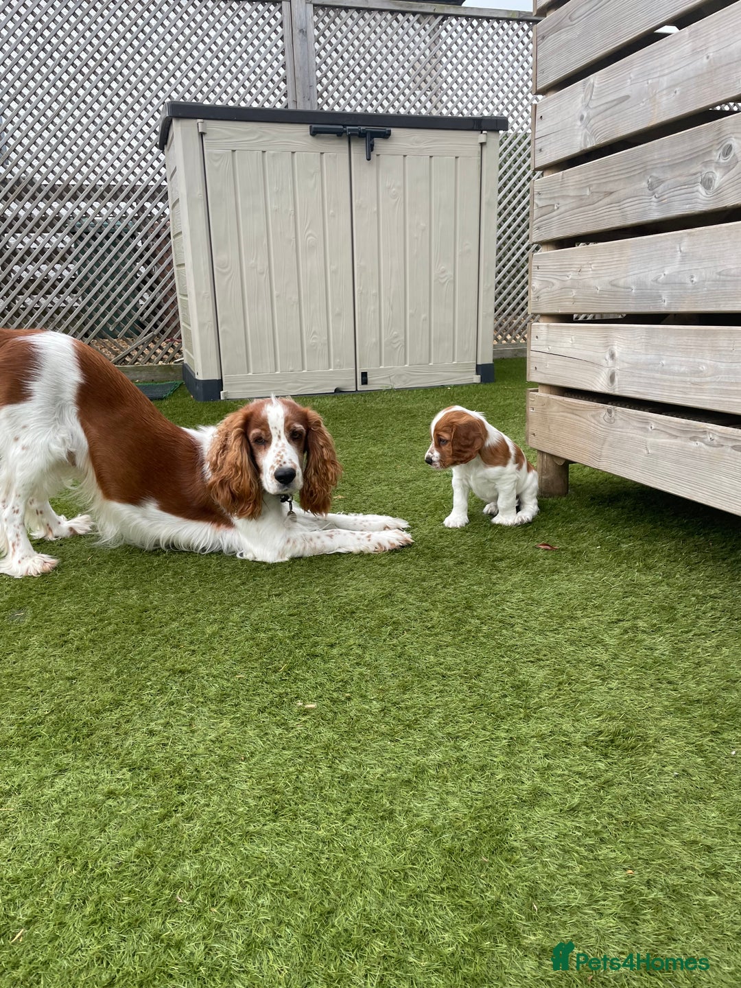 Welsh Springer Spaniel dogs for sale: One little Welsh Springer Spaniel boy!  - Image 3