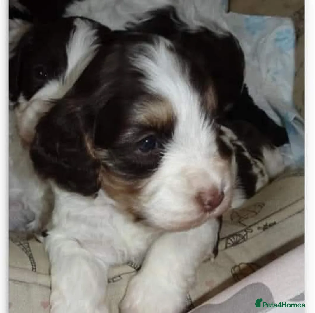 Cocker Spaniel dogs for sale: Beautiful show cockapoo litter due 1st march  - Advert 19