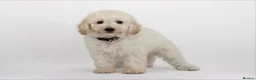 Labradoodle dogs for sale: DNA Health tested F2B Miniature Labradoodle pups - Advert 3