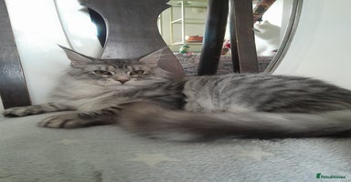 Maine Coon cats black silver classic tabby polydactyl girlTICA MC - Advert 3