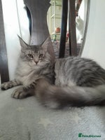 Maine Coon cats black silver classic tabby polydactyl girlTICA MC - Advert 5