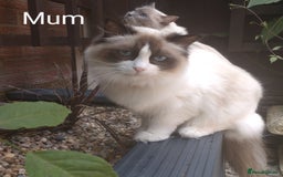 Ragdoll cats for sale: GCCF pedigree ragdoll kittens for sale £850 -£1100 - Image 37