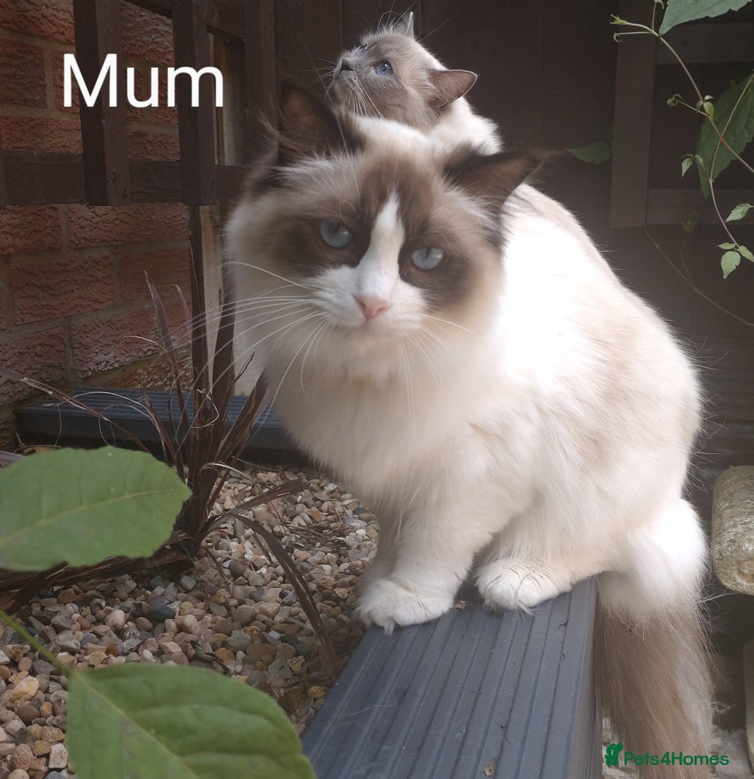 Ragdoll cats for sale: GCCF pedigree ragdoll kittens for sale £850 -£1100 - Image 37
