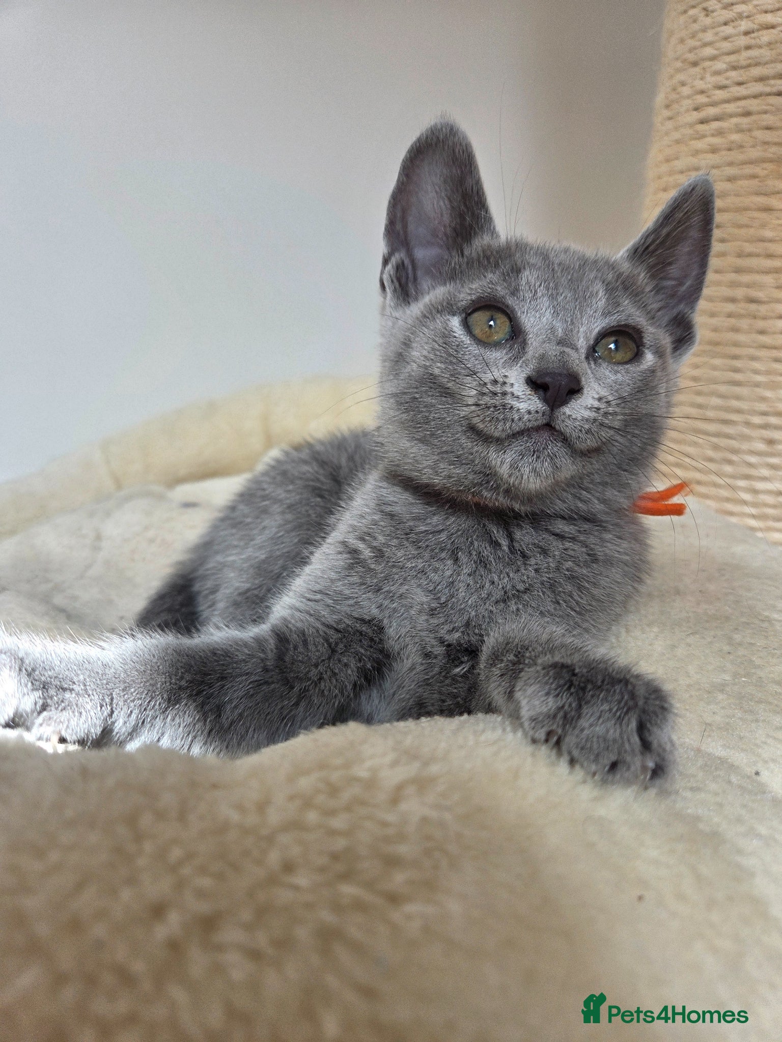 Russian Blue cats 💙  Russian Blue Kittens – Champion Line, TICA - Advert 6