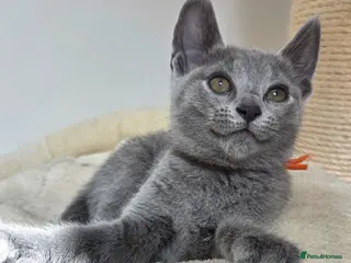 Russian Blue cats 💙 Russian Blue Kittens – Champion Line, TICA - Advert 6