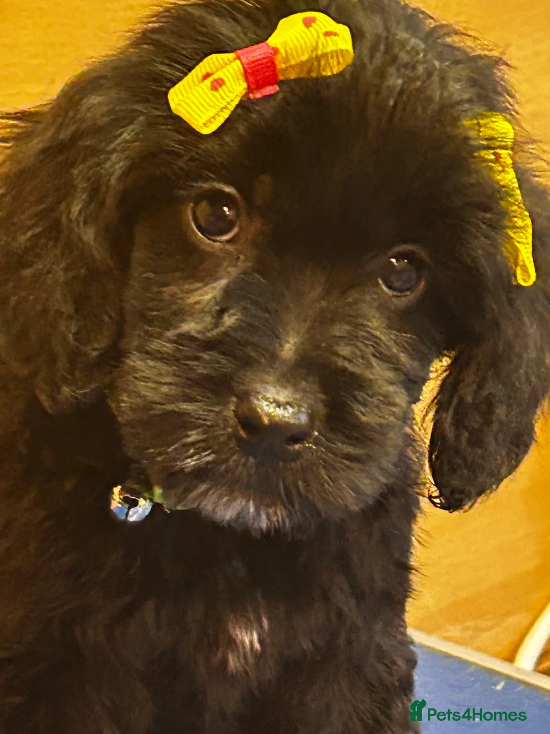 Cockapoo dogs for sale:  Northampton Cockapoos. Adorable F1 puppies - Advert 38