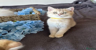 British Shorthair cats - Advert 6