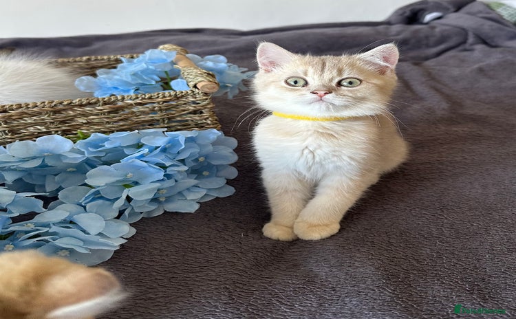British Shorthair cats for sale - Advert 2