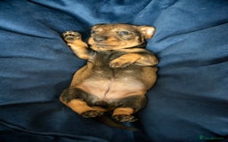Dachshund dogs for sale: KC Standard Wire-haired Dachshund puppies - Image 7