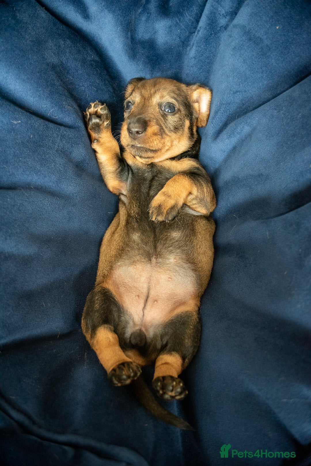Dachshund dogs for sale: KC Standard Wire-haired Dachshund puppies - Image 7