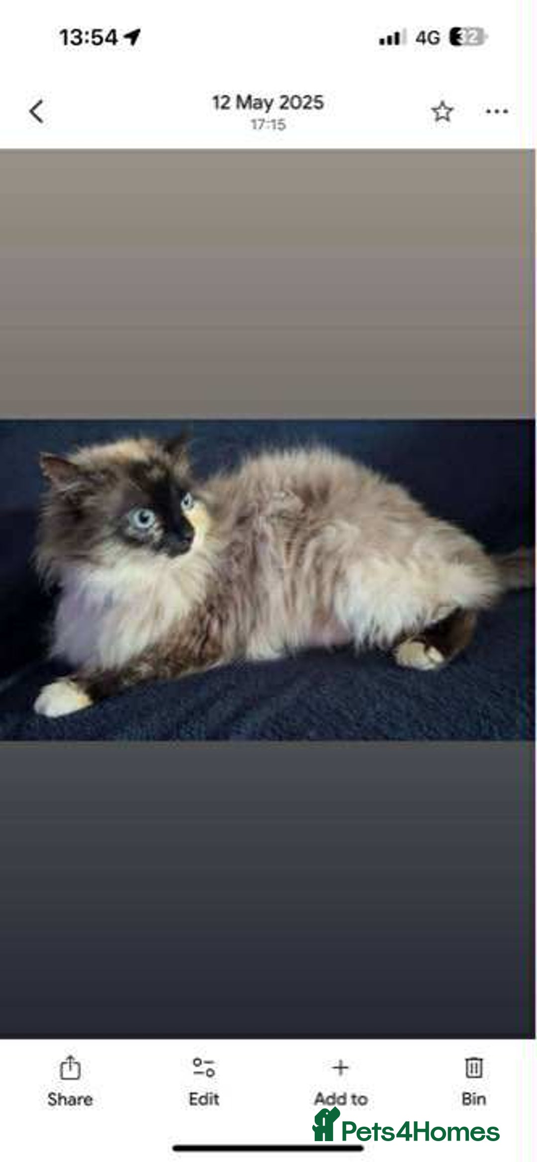 Mixed Breed cats for sale: Ragdoll x kittens - Image 7