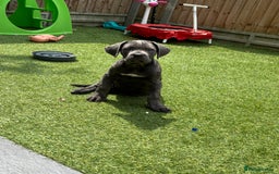 Cane Corso dogs for sale: Cane Corse Female  - Image 5