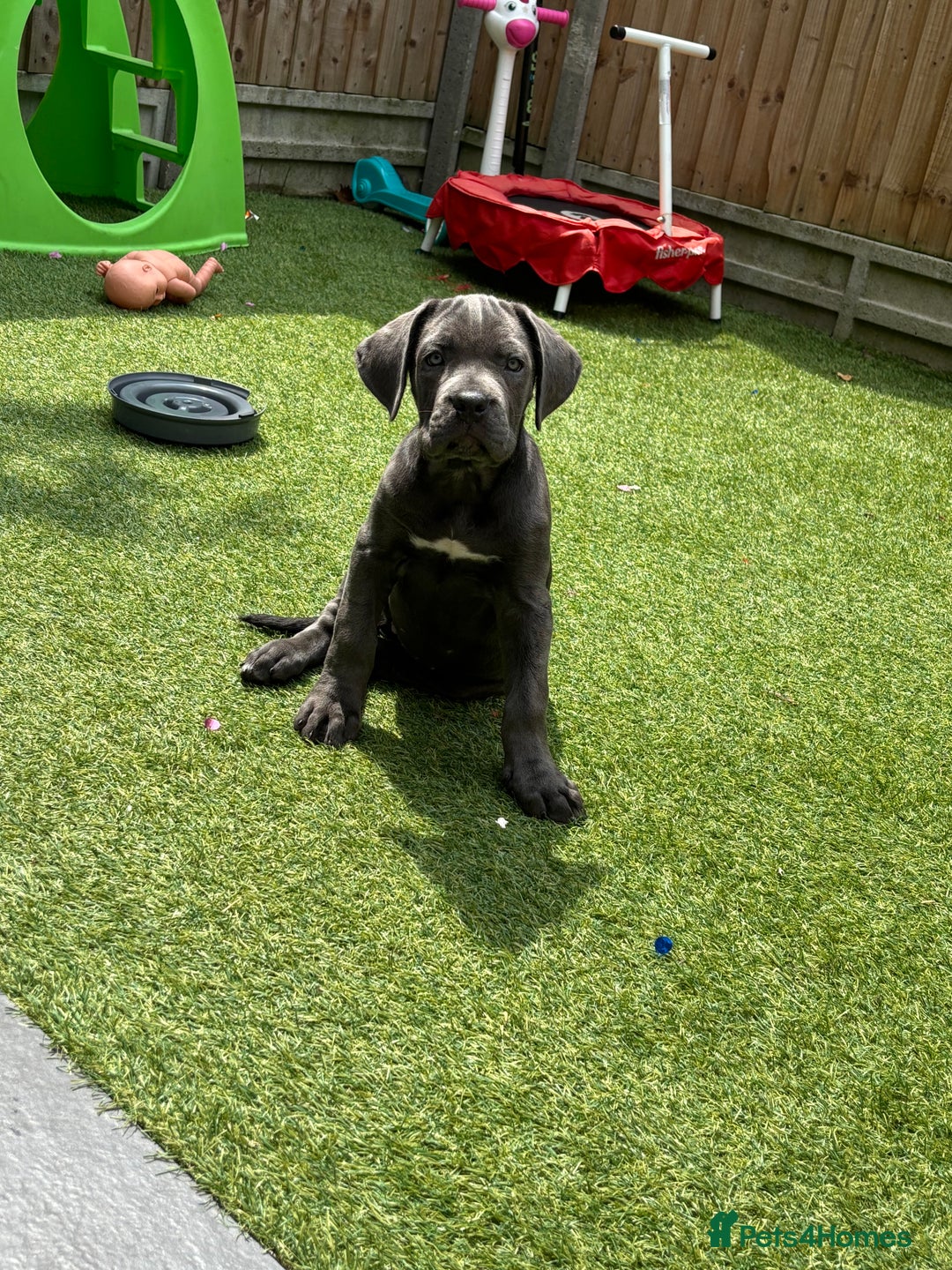 Cane Corso dogs for sale: Cane Corse Female  - Image 5
