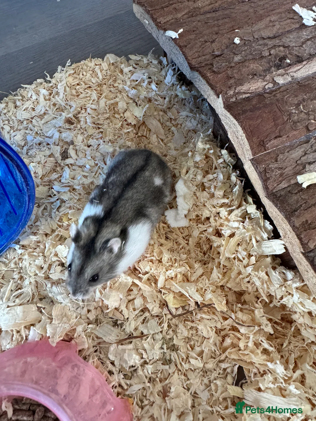 Hamster rodents for sale: Russia Hamster dwarf in Nottingham - Advert 4