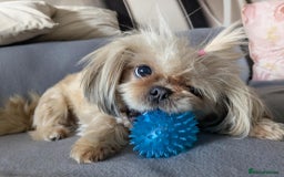 Shih Tzu dogs for sale: 4 beautiful shih tzu puppies 2 female 2 male - Image 16