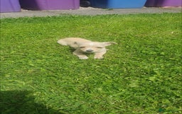 Jack Russell dogs for sale: Jack russel puppy's  - Image 3