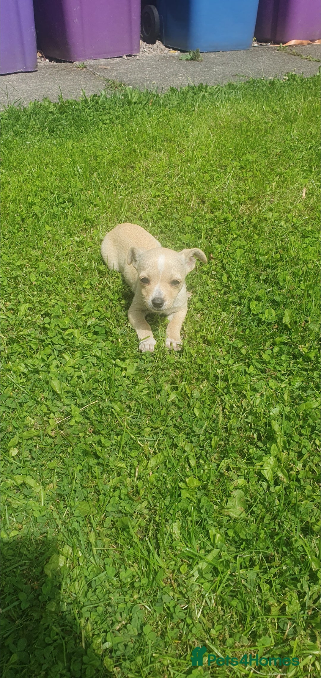 Jack Russell dogs for sale: Jack russel puppy's  - Image 3