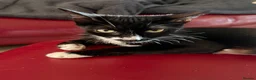 Mixed Breed cats for sale: 5 kittens ready to leave Ayr  - Advert 7