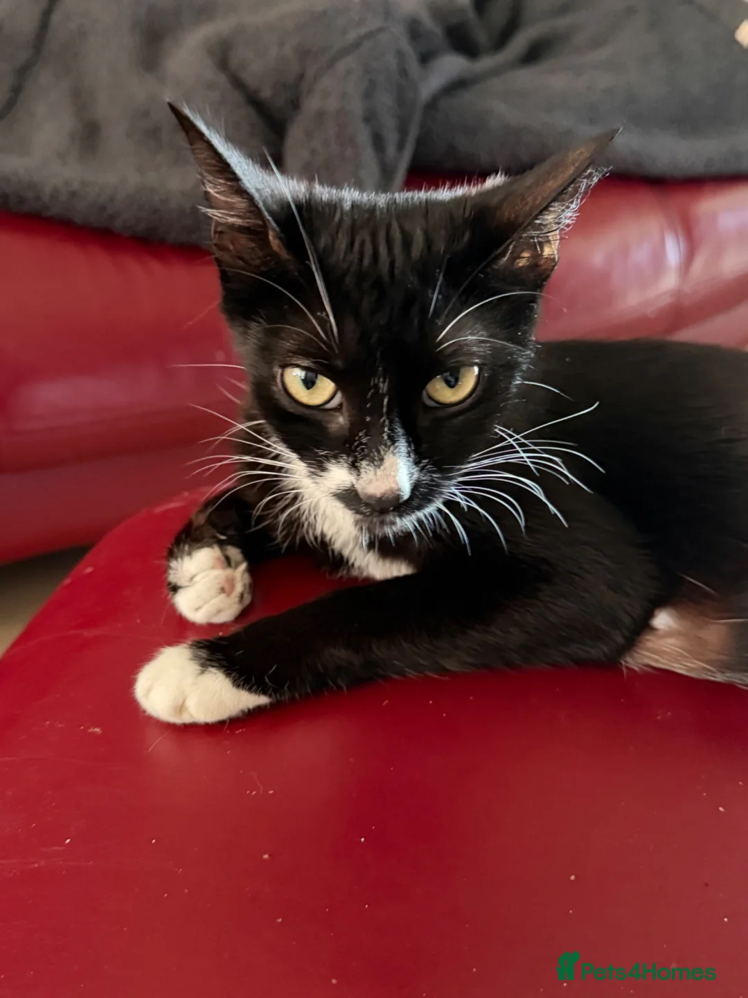 Mixed Breed cats for sale: 5 kittens ready to leave Ayr  - Advert 7