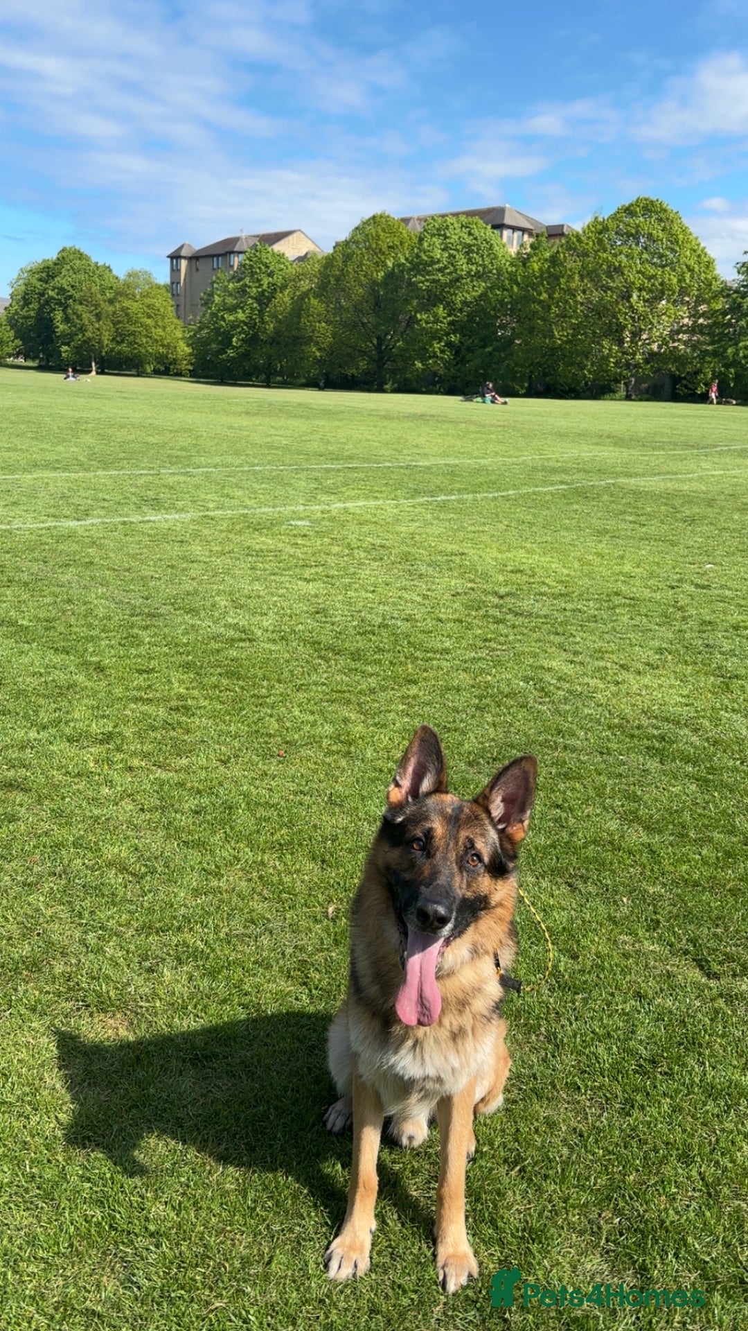 German Shepherd dogs for stud: West German working line for studying  - Image 6