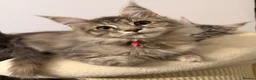Maine Coon cats for sale: TICA Registered Maine Coon Kittens - Advert 23