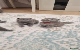 British Shorthair cats for sale: 💙British Shorthair and Long.. Blue kittens ❤️💛💚 - Image 21