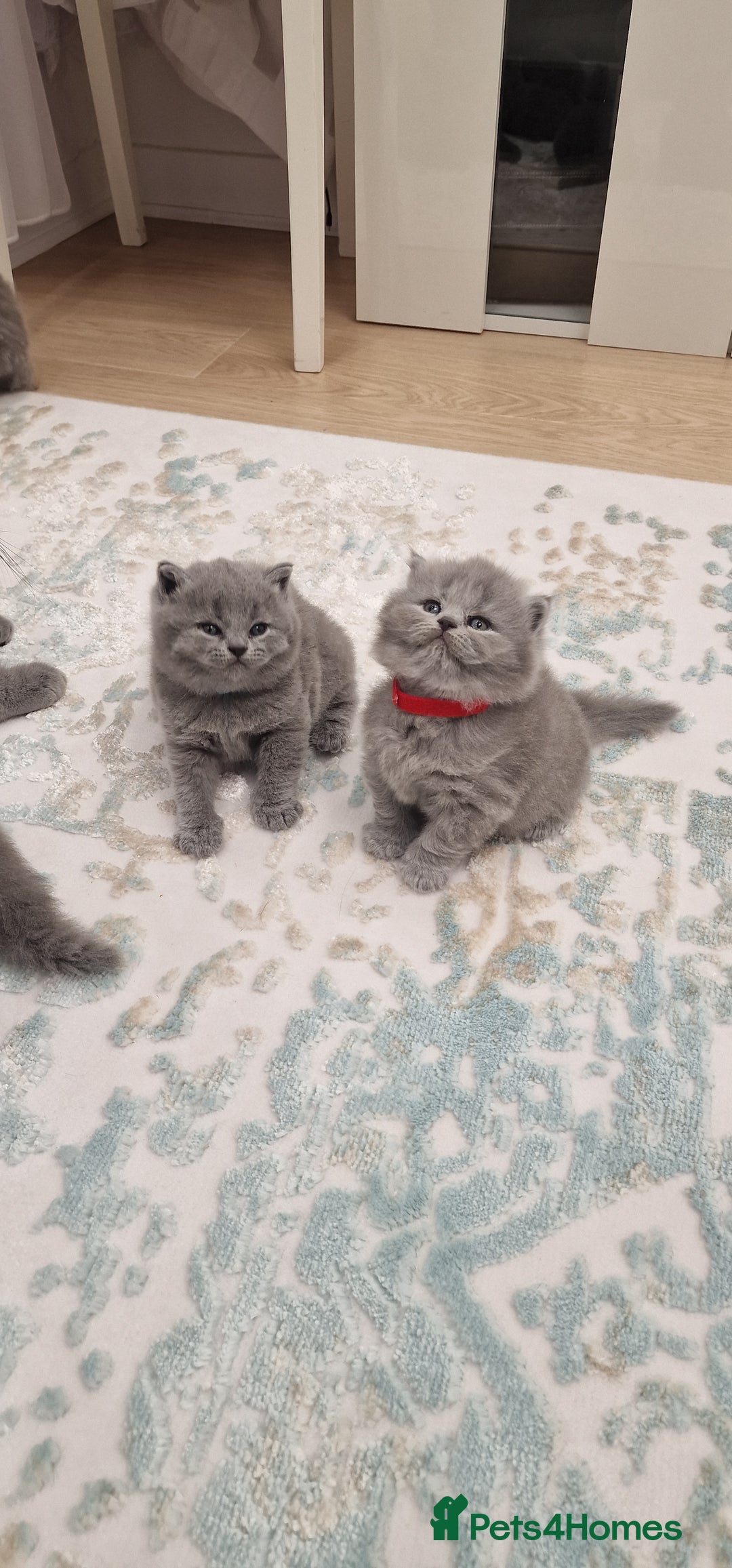 British Shorthair cats for sale: 💙British Shorthair and Long.. Blue kittens ❤️💛💚 - Image 21