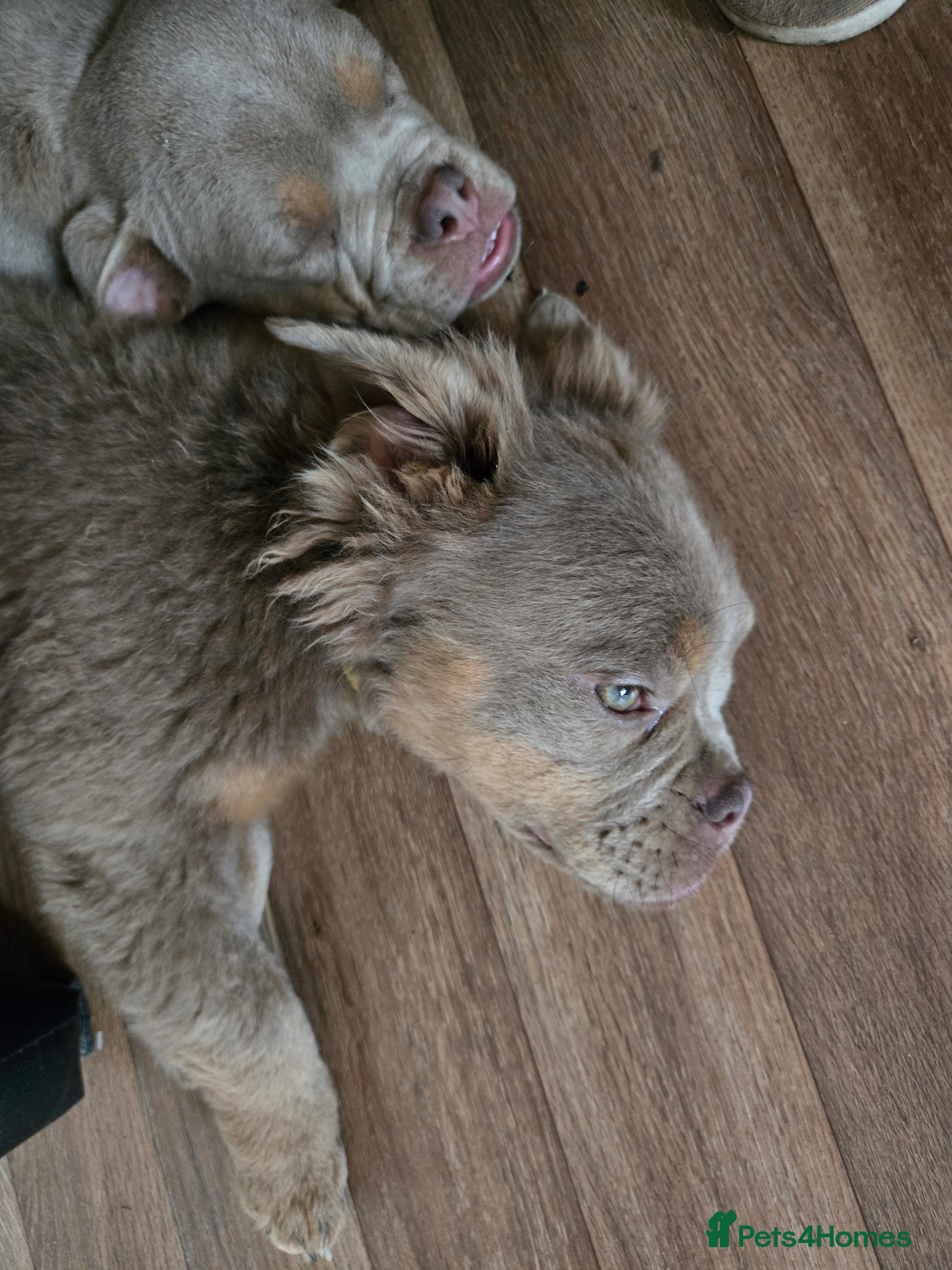 Olde English Bulldogge dogs Old english bulldoggee mammut/mammoth - Advert 2