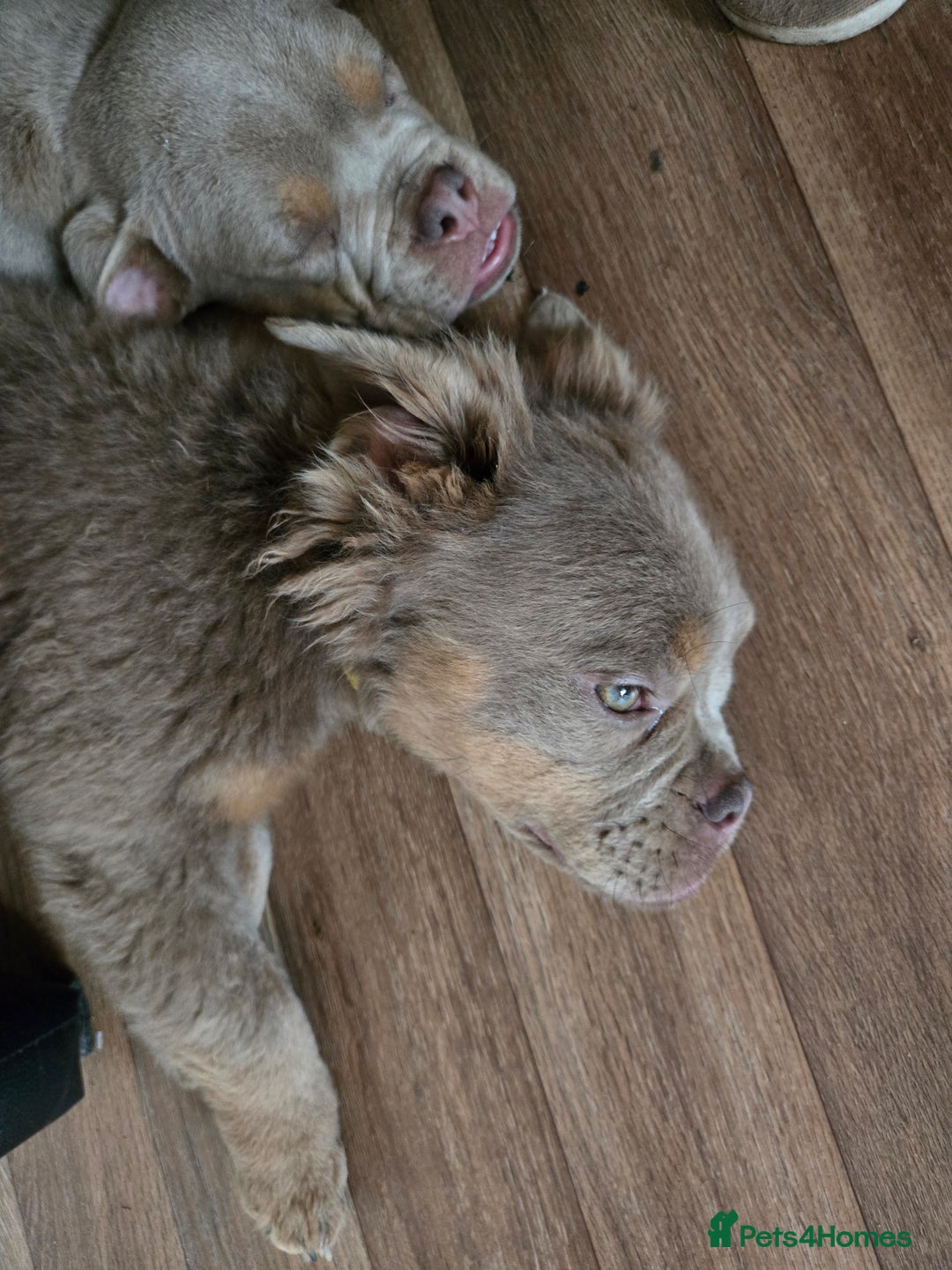 Olde English Bulldogge dogs for sale: Old english bulldoggee mammut/mammoth - Advert 1