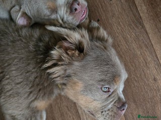 Olde English Bulldogge dogs Old english bulldoggee mammut/mammoth - Advert 8