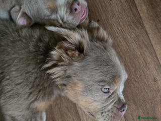 Olde English Bulldogge dogs Old english bulldoggee mammut/mammoth - Advert 3