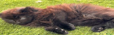 Mixed Breed 1