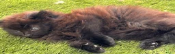 Mixed Breed cats for sale: Kittens for sale  in Oldbury - Advert 2