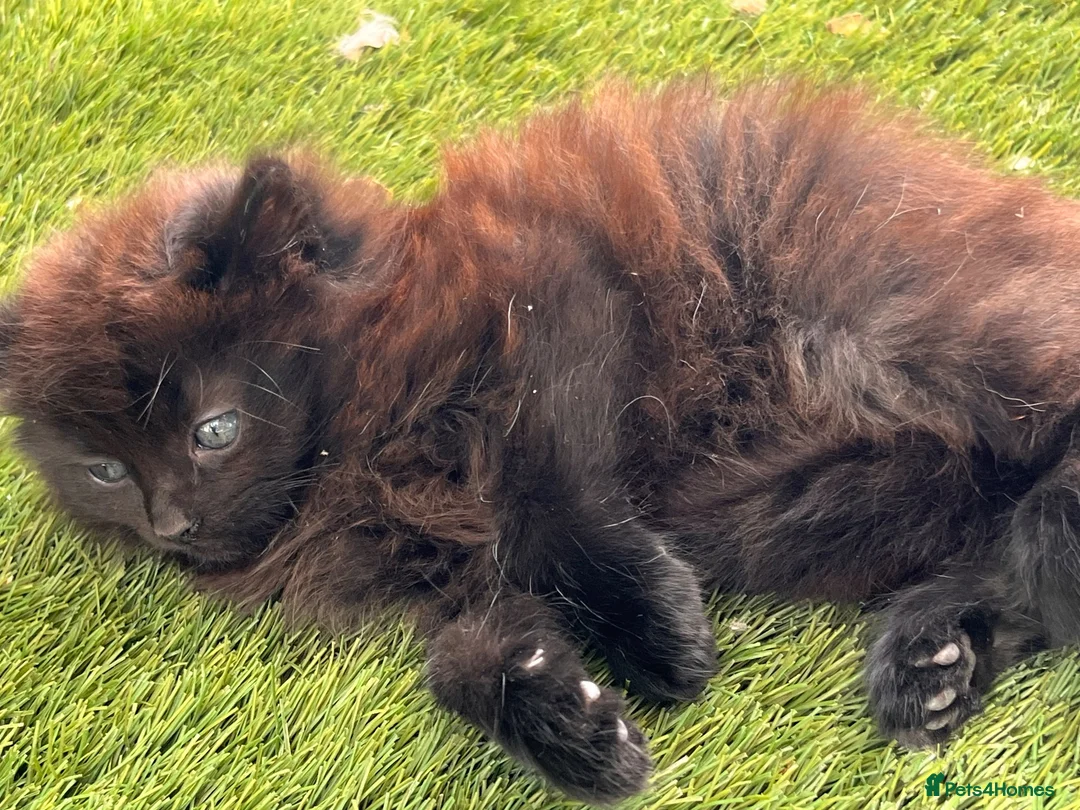 Mixed Breed cats for sale: Kittens for sale  in Oldbury - Advert 2