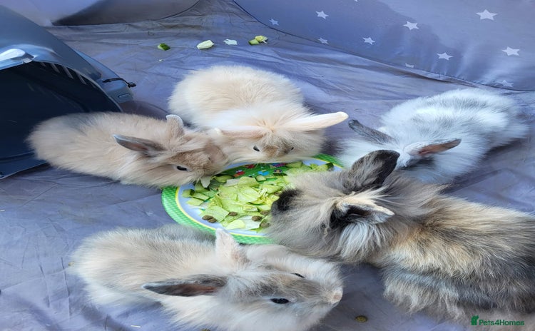 Mini Lion Lop rabbits - Advert 1