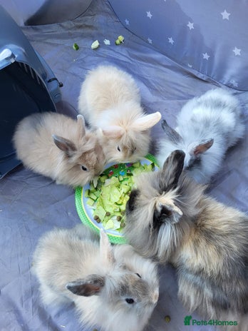 Mini Lion Lop rabbits - Advert 9