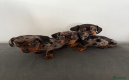 Dachshund dogs for sale: 3 dapple dachshund boys  - Image 5