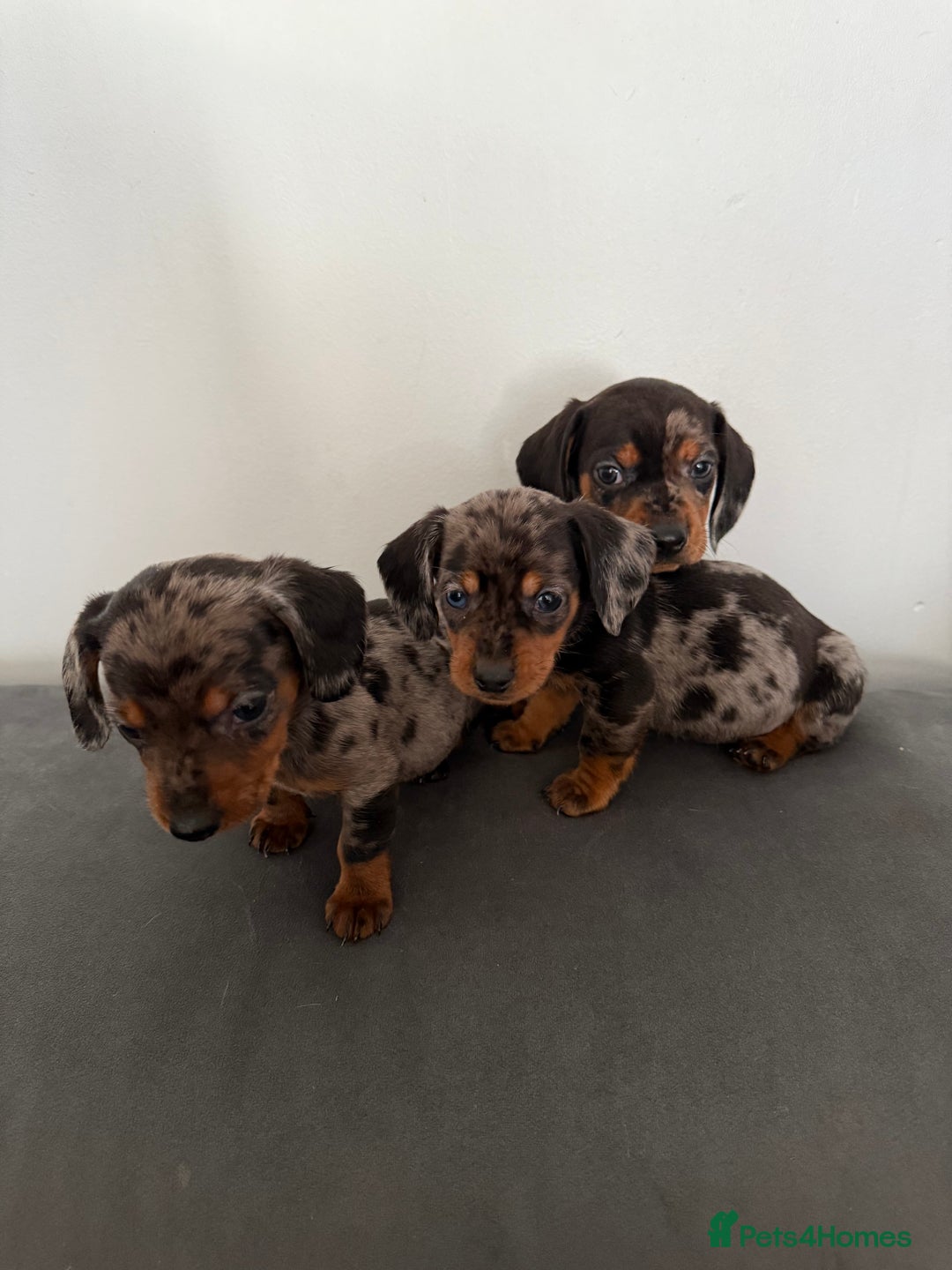 Dachshund dogs for sale: 3 dapple dachshund boys  - Image 5